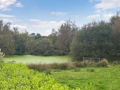 a large green pond in a field with trees at Swallows in Porthscatho