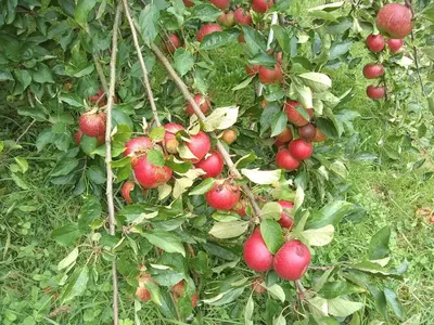 a bunch of red apples growing on a tree at Tucked Away in Linkinhorne