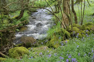 a stream in the woods with purple flowers at Dick Cottage in Bodmin