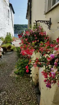 a row of flowers on the side of a building at Reed's of Fowey in Fowey