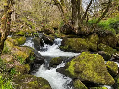 a stream of water with rocks and trees at Swallows Rest in Doublebois
