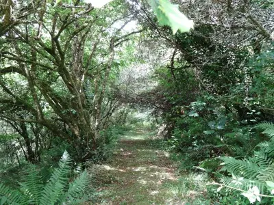 a path through a forest with trees and plants at Badger Cottage in Mawgan