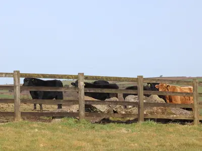 a group of cows standing behind a fence at Foxes in Lanivet