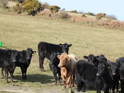 a group of black and brown cows standing in a field at Badgers Sett in Lanivet