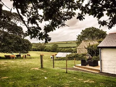 a group of cows in a field with a fence at Vine Cottage in Saint Ewe