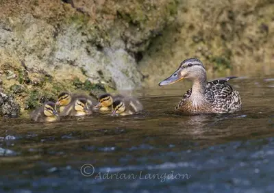 a group of ducks swimming in the water at Kingfisher Cabin, Butterwell Farm, Riverside cabin on 40-acre private estate in Bodmin