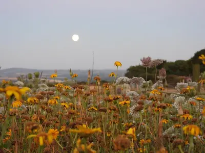 a field of flowers with the moon in the background at The Little Cabin in St Ives