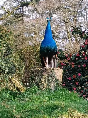 a peacock standing on a rock in the grass at Peacock Lodge - Sleeps 4 - 2 Bedrooms in East Looe