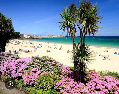 a beach with people and palm trees and pink flowers at The garden apartment in St Ives