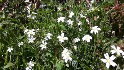 a group of white flowers in the grass at Polborder Holidays Looe Country Park in Looe