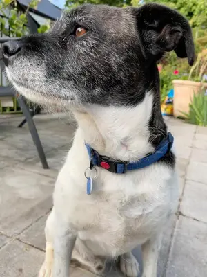 a black and white dog wearing a blue collar at Spring Cottage B&B in Probus