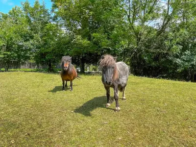two horses standing in a field of grass at Penfound Country Cottage in Poundstock