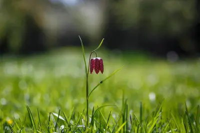 a red flower in the middle of the grass at The Snug at Cornish Barn Holidays in Truro