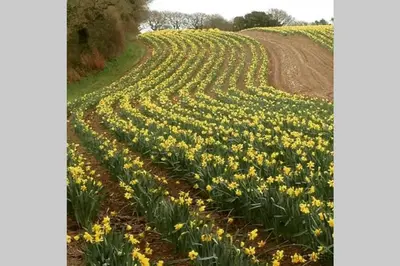 a field of daffodils on a dirt road at The Snug at Cornish Barn Holidays in Truro