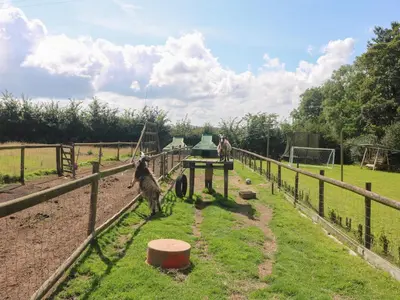 two llamas are standing in a fenced in field at Edwin's View in Helston