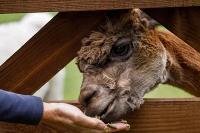 a giraffe eating food from a persons hand at Pond Meadow in Launceston