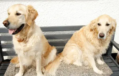 two dogs are sitting on a bench at The Dog House, Penryn in Penryn