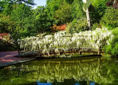 a bench in a garden with white flowers in the water at Pinetum Gardens Retreats in St Austell