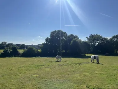 three white horses grazing in a grassy field at Aval Dor Barn, Hot Tub, Pet Friendly in Ludgvan