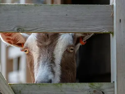 a cow is looking through a wooden fence at Atlantic Lodge in Port Isaac
