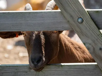 a goat is looking through a wooden fence at Gull Lodge in Port Isaac