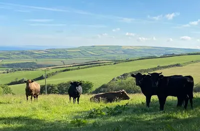 a group of cows standing in a grassy field at Polrunny Farm Seaberry Cottage with a sea view and log burner in Boscastle