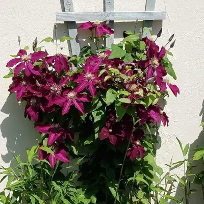a bunch of purple flowers hanging from a wall at Eden's Rest Bed and Breakfast in St Austell