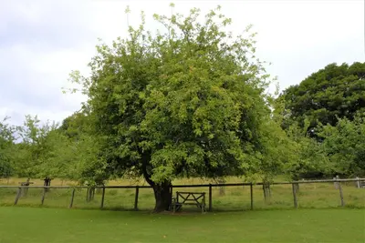 a picnic table under a tree next to a fence at Ta Mill Cottages & Lodges - Smithy Cottage in Launceston