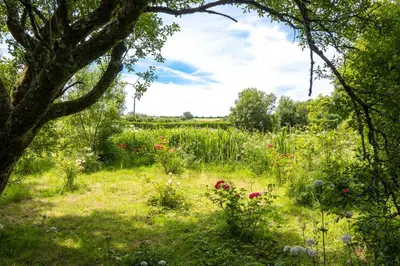 a field of flowers with a tree in the foreground at Ta Mill Cottages & Lodges - Smithy Cottage in Launceston