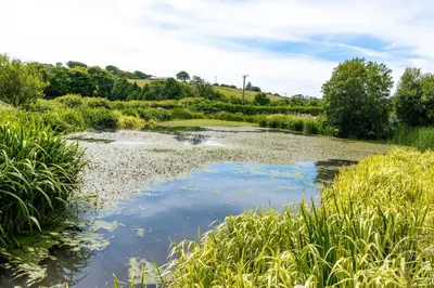 a river in a field with tall grass at Ta Mill Cottages & Lodges - Hayloft Cottage in Launceston