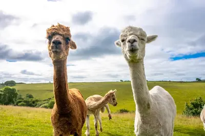 three ostriches standing in a field of grass at Ta Mill Cottages & Lodges - Meadowview Chalet 2 in Launceston
