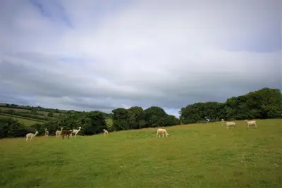 a herd of animals grazing on a grassy field at Ta Mill Cottages & Lodges - Meadowview Chalet 2 in Launceston