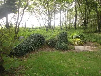 a group of bushes in a field with trees at Bay View Cottage in St Austell