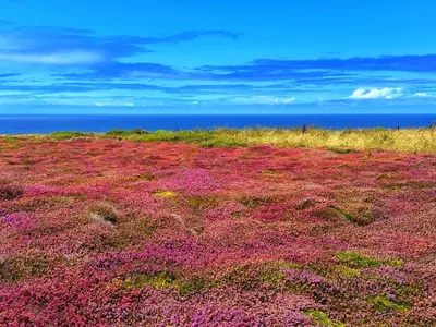 a field of purple flowers with the ocean in the background at Chy Glynn. Luxury lodge with hot tub and views. in St. Agnes