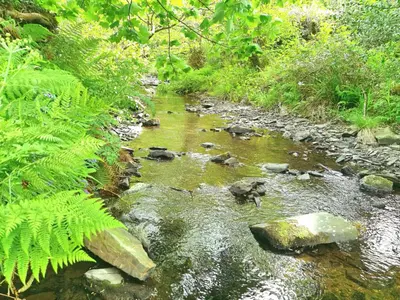 a stream of water with rocks in a forest at Rusey Cottage at Crackington Haven, near Bude and Boscastle, Cornwall in Bude