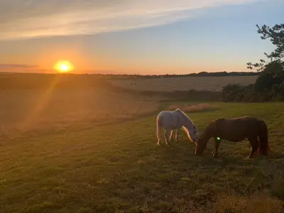 two horses grazing in a field at sunset at Silverspring Glamping The Shepherds Hut in Constantine