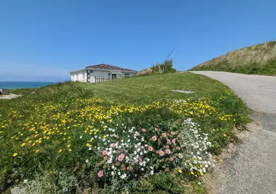a field of flowers on the side of a road at D57 Bramble, Riviere Towans in Hayle