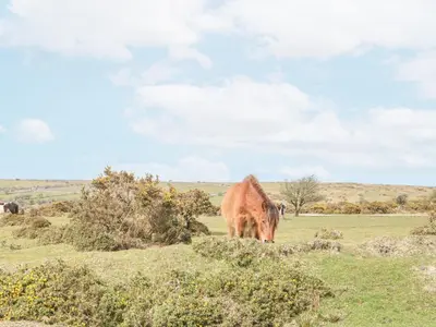 a brown cow grazing in a grassy field at Small Barn in Liskeard