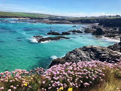 a group of flowers on the rocks near the water at Tides Reach, Deluxe Shepherds hut 1, 100m from the Beach in St Merryn