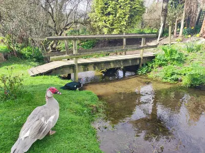 a bird standing in the grass next to a bridge at Pleasant streams Barn in St Austell